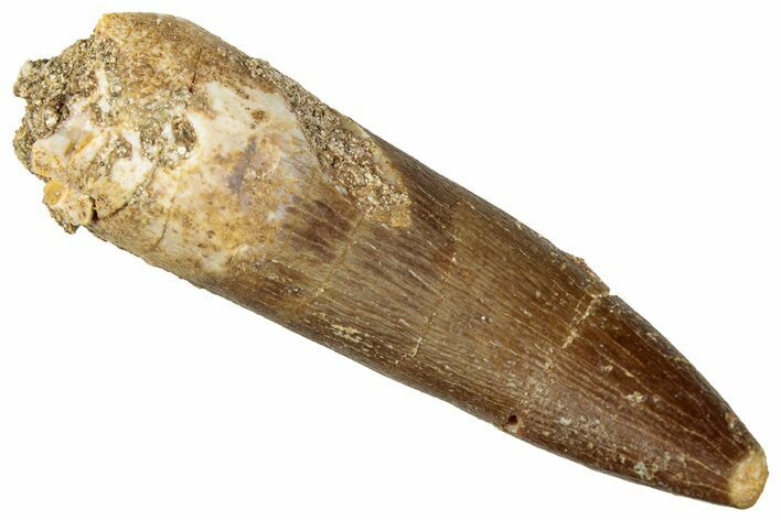 Fossil Plesiosaur (Zarafasaura) Tooth - Morocco #296343
